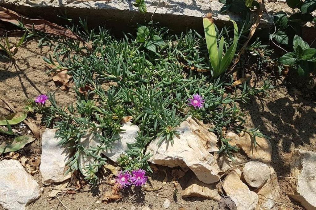 Apartment Kristic - Saplunara, Mljet Babino Polje Exterior foto